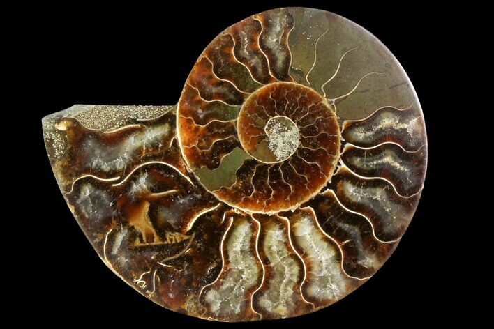Agatized Ammonite Fossil (Half) - Madagascar #116804